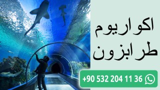 اكواريوم طرابزون